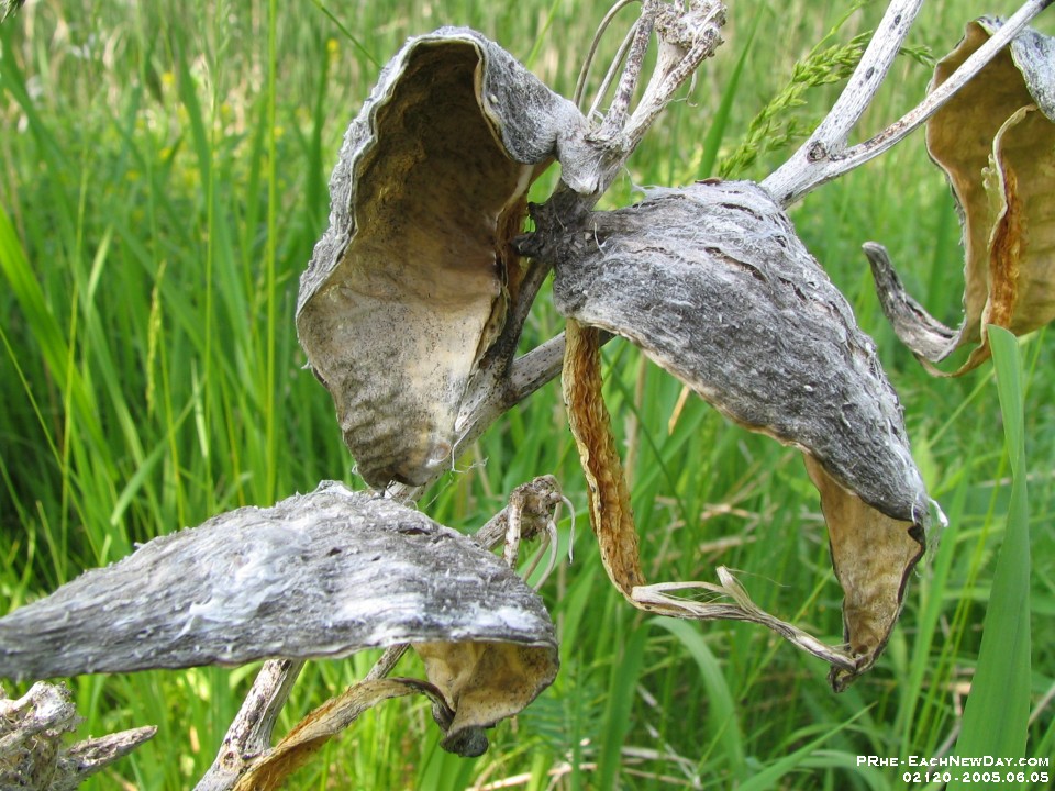 02120 - Photo expedition with Daniel - Milkweed husk